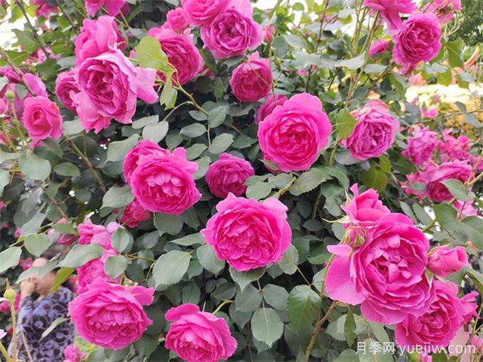 爬藤月季受寵，打造庭院浪漫花墻(圖2)