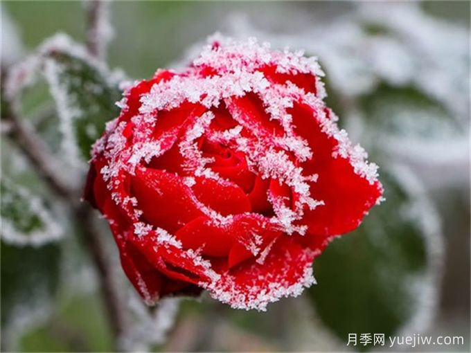 做好這些準(zhǔn)備，月季冬剪事半功倍(圖1)