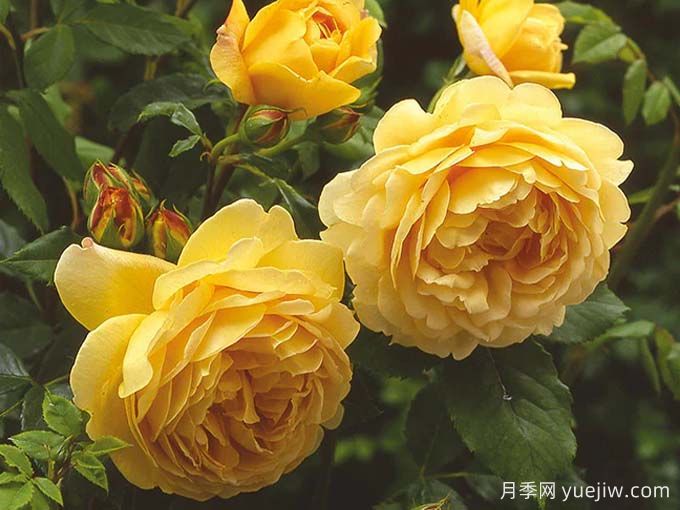 月季推薦，黃金慶典月季(圖2)