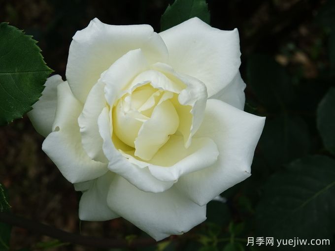 月季推薦，白色圣誕月季(圖1)