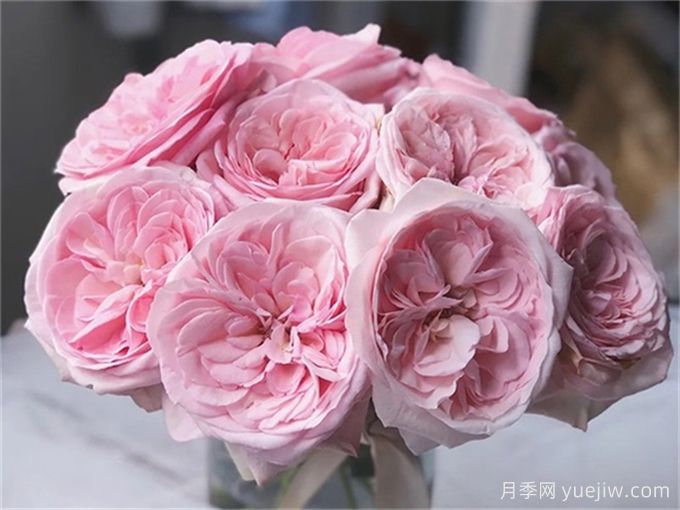 有香味的玫瑰花有哪些品種？(圖1)