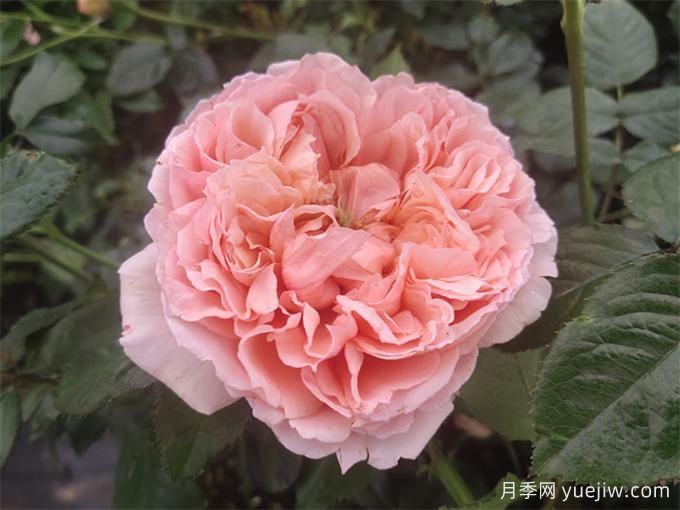 推薦8個南方四季爆花月季(圖3)