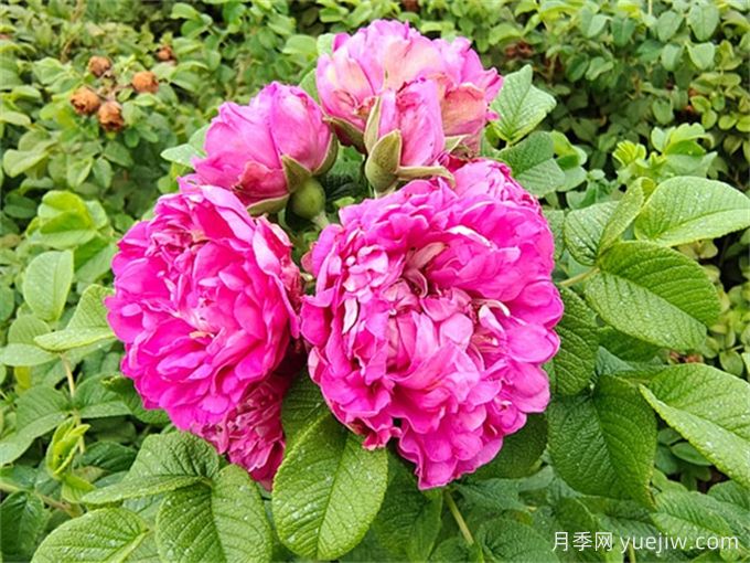 如何快速識(shí)別玫瑰、薔薇與月季(圖1)