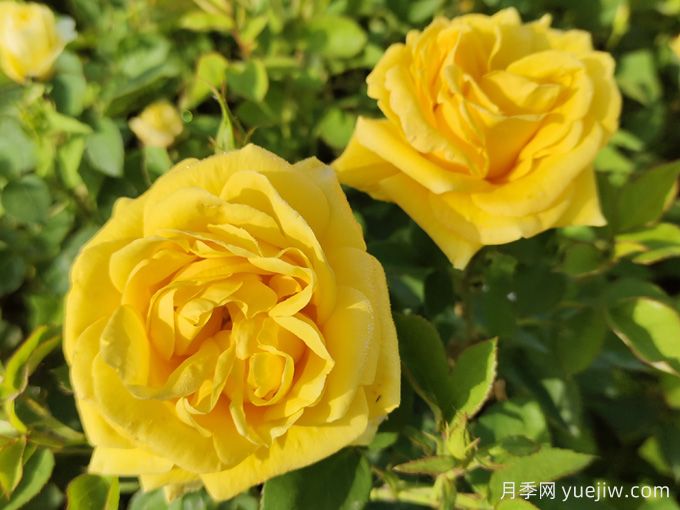 如何快速識(shí)別玫瑰、薔薇與月季(圖2)