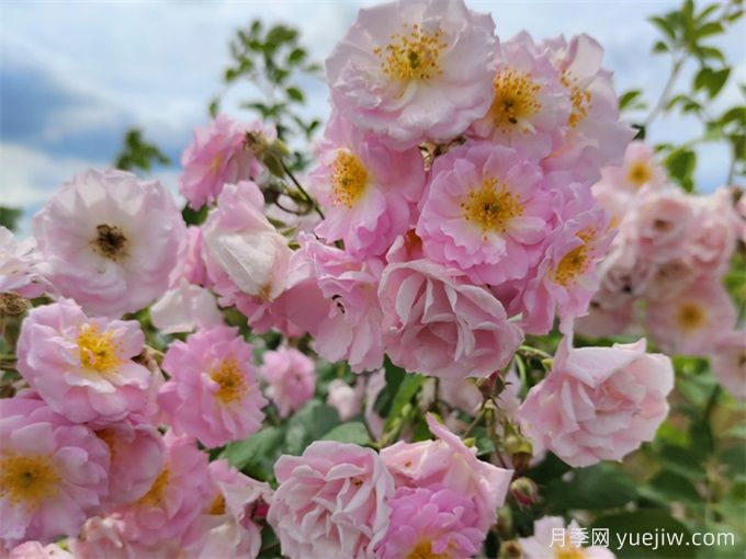 如何快速識(shí)別玫瑰、薔薇與月季(圖3)