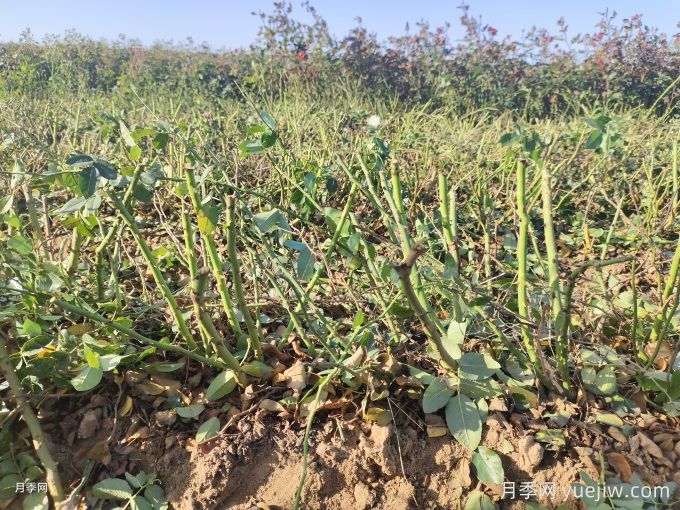 月季裸根苗種植時(shí)間？盆栽和地栽種植方法(圖1)