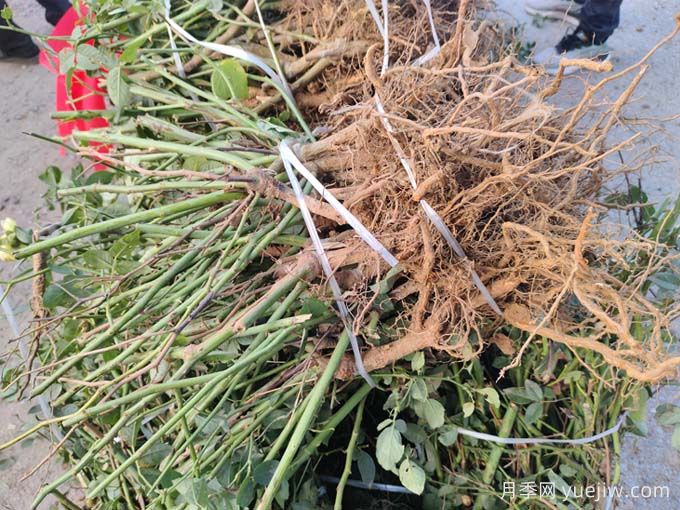 月季裸根苗種植時(shí)間？盆栽和地栽種植方法(圖2)