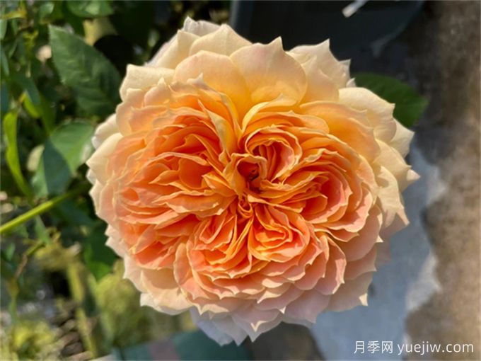 焦糖古董月季，花大如碗，又美又香，多季開花(圖1)