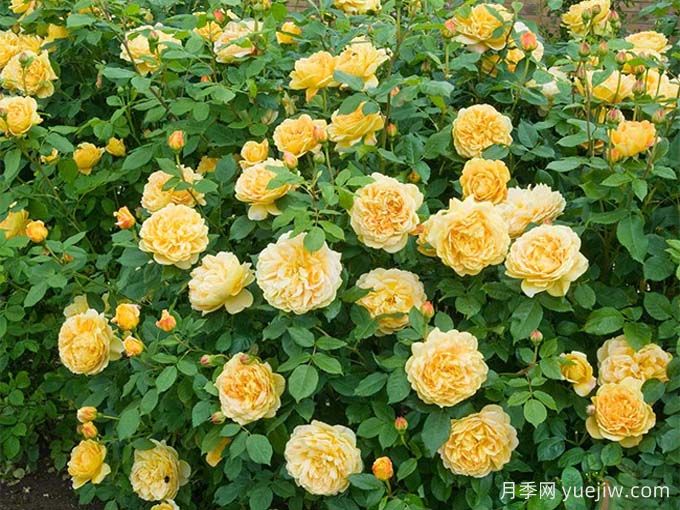 推薦3種真正四季開(kāi)花的藤本月季(圖1)