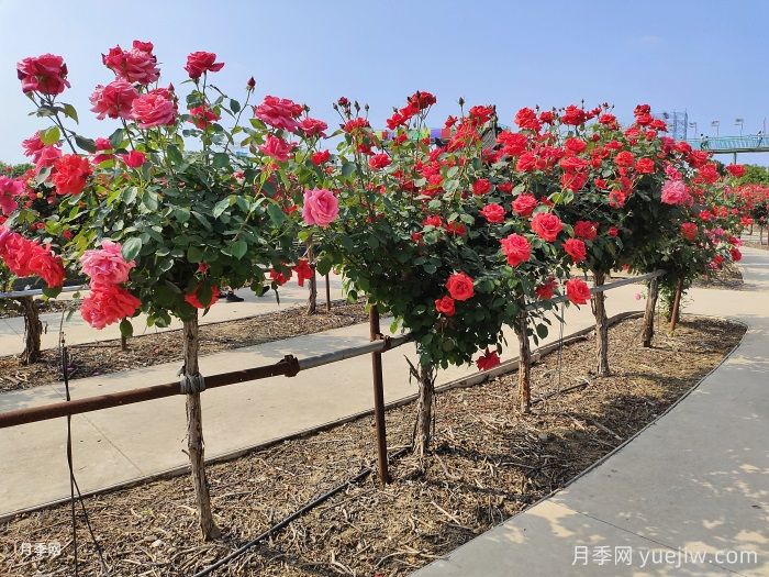 什么是綠化養(yǎng)護(hù)的精細(xì)化管理？(圖1)