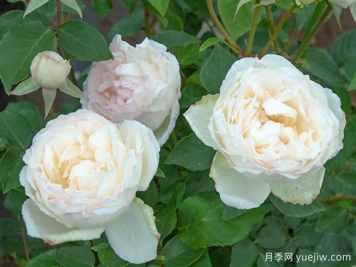 約瑟夫施瓦茨夫人月季(圖1)