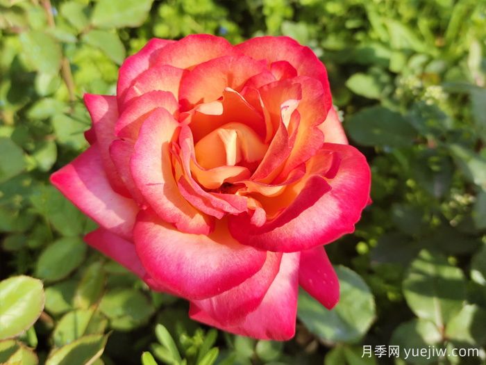 暢游南陽，認(rèn)識(shí)名品大花月季(圖3)