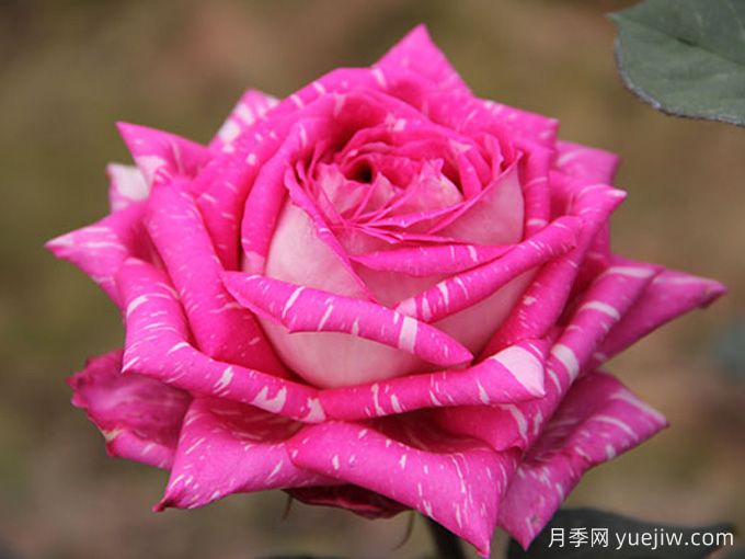暢游南陽，認(rèn)識(shí)名品大花月季(圖5)