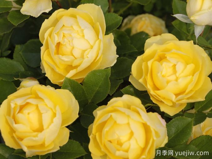 6種經(jīng)典的月季花，每一種都是顏值擔(dān)當(dāng)(圖3)