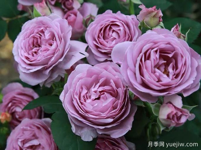 6種經(jīng)典的月季花，每一種都是顏值擔(dān)當(dāng)(圖4)