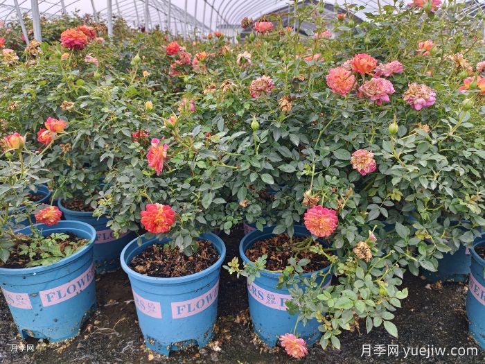 冬天要把月季花的葉子全部剪掉嗎？(圖1)