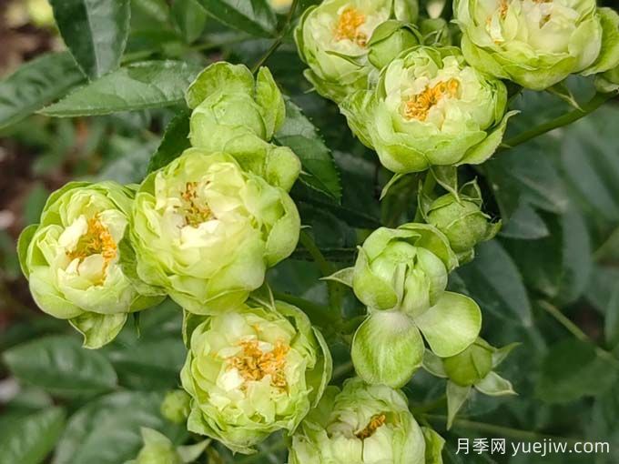 月季推薦，?？巳R爾月季(圖1)