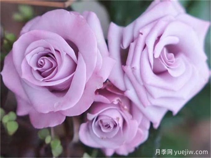 月季推薦，海洋之歌月季(圖1)