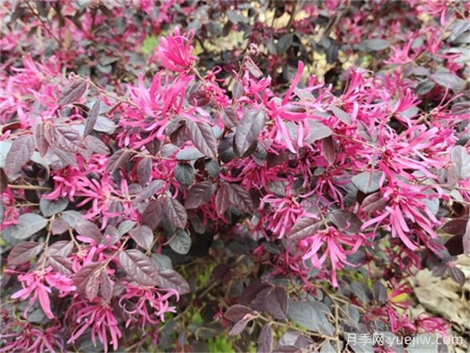 植物科普：紅花檵木(圖1)