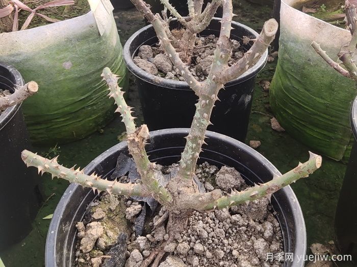 冬季花園植物如何過冬養(yǎng)護(hù)(圖1)