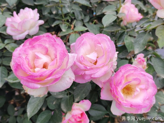薔薇、玫瑰與月季：你真的能分清它們嗎？(圖1)