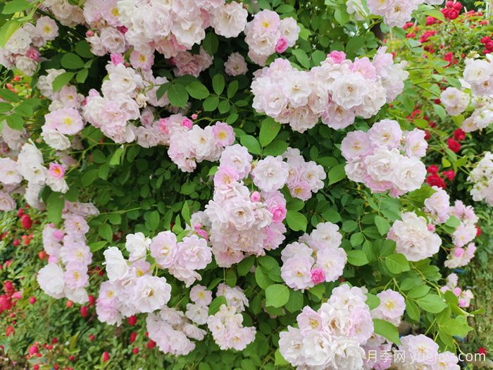 薔薇、玫瑰與月季：你真的能分清它們嗎？(圖2)