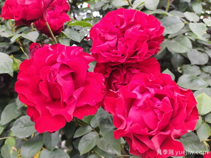 八首月季花詩詞分享，月季只應(yīng)天上物，四時榮謝色常同(圖1)