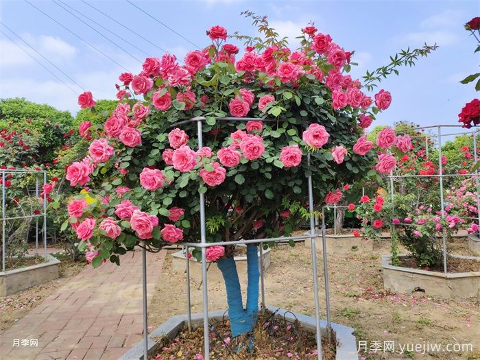 月季界的新寵，樹狀月季養(yǎng)護(hù)注意事項(xiàng)(圖1)