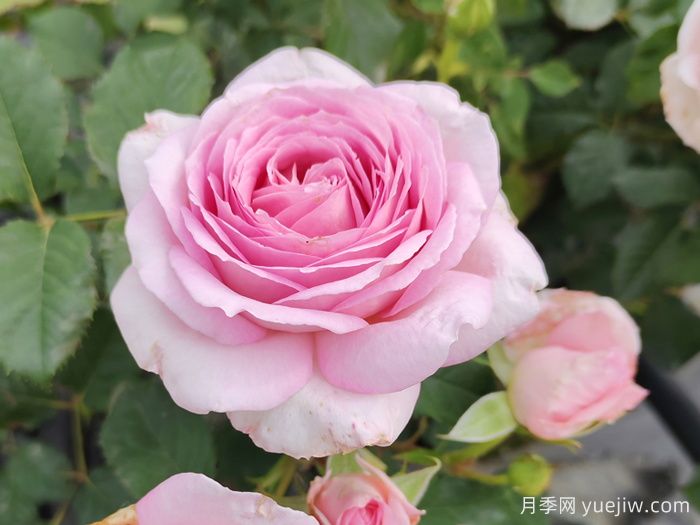 為10區(qū)花友問一下，有跟粉龍差不多的月季品種嗎？(圖2)