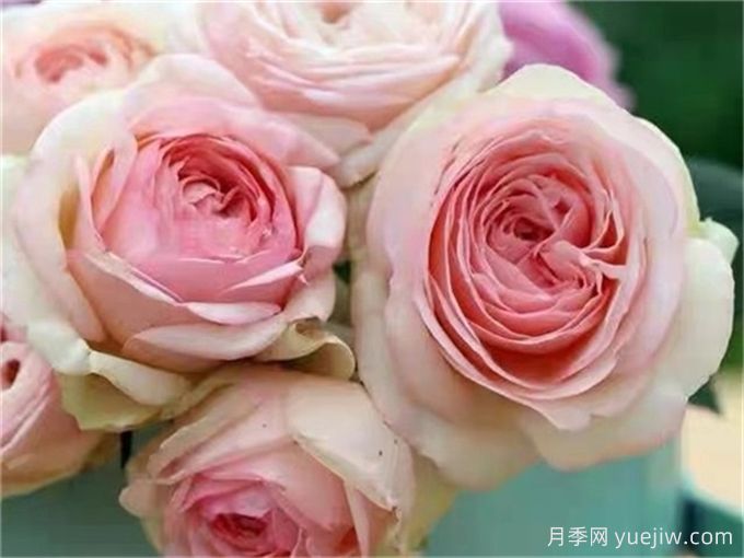 為10區(qū)花友問一下，有跟粉龍差不多的月季品種嗎？(圖6)