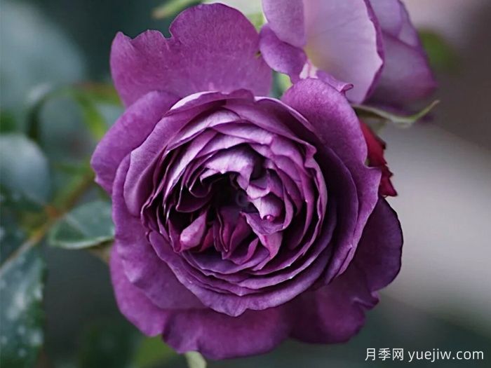 月季推薦，圣十字軍月季(圖1)