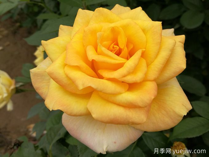 大花月季開花時(shí)間長(zhǎng)嗎？(圖2)