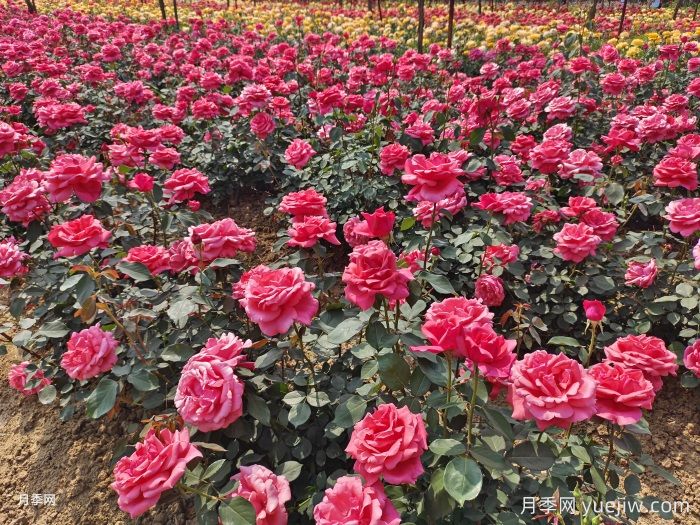 月季一年開花次數(shù)？月季花期時間？(圖1)