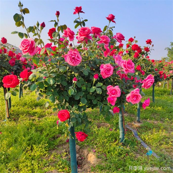 怎樣讓樹狀月季多開花？(圖1)