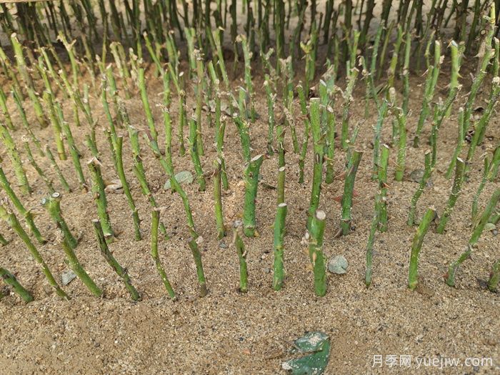 盆栽月季怎么種？(圖2)
