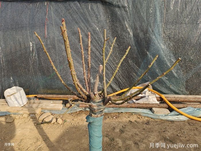 長(zhǎng)勢(shì)不良的盆栽月季，冬剪之后開花效果超好(圖2)