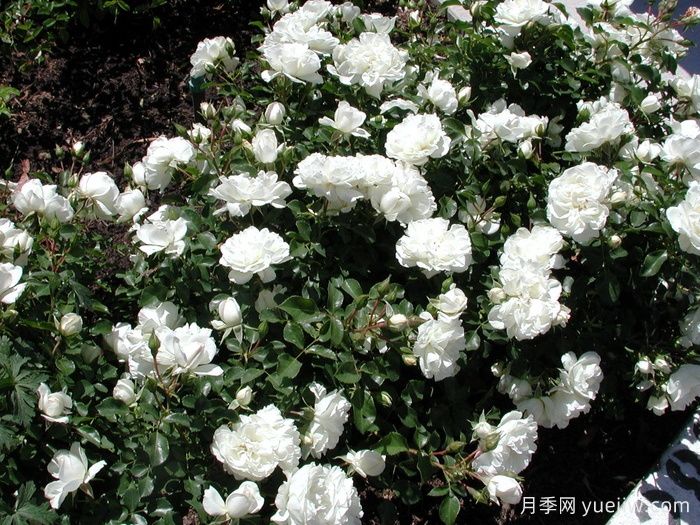 白米農月季/白色玫迪蘭/白色梅蘭蒂娜(圖3)