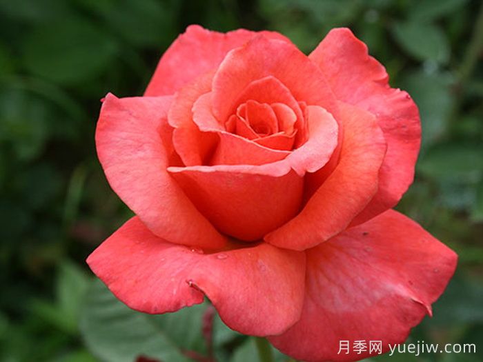 桑德林漢紀(jì)念月季/桑德靈漢姆(圖1)