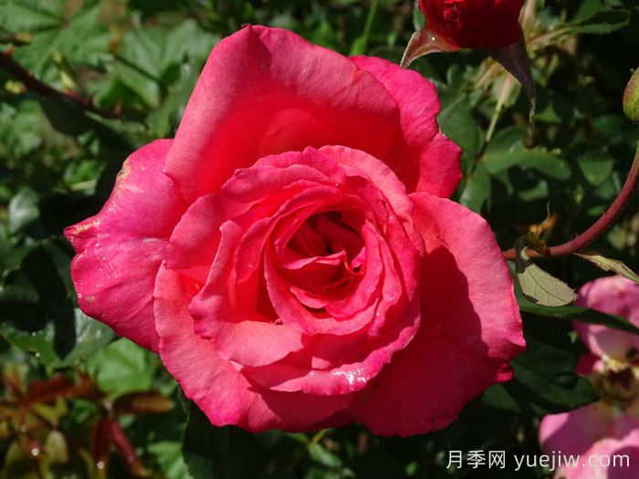 桑德林漢紀(jì)念月季/桑德靈漢姆(圖2)