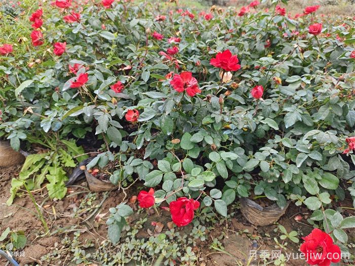 連續(xù)雨天如何給盆栽月季施肥？(圖1)