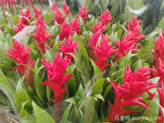 鴻運當頭的養(yǎng)護技巧(圖1)