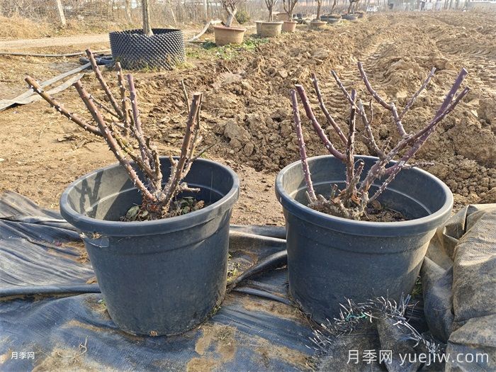 冬季月季換盆操作方法與注意事項(圖1)