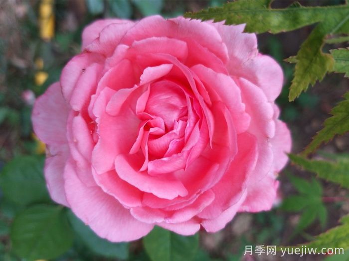 花宮娜月季，沒有缺點，又美又仙，抗病又勤花(圖1)