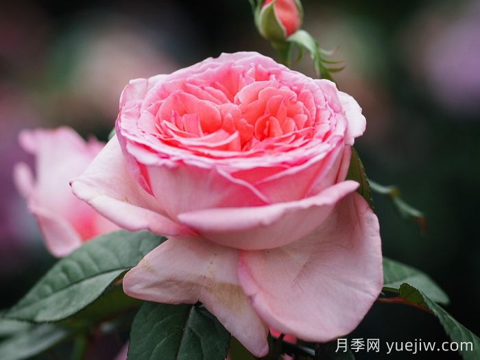 花宮娜月季，沒有缺點，又美又仙，抗病又勤花(圖2)