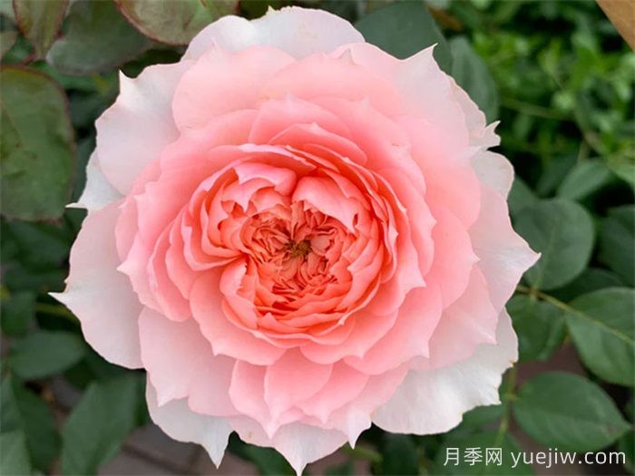 莫妮卡戴維月季，美如仙女，顏值極高(圖1)