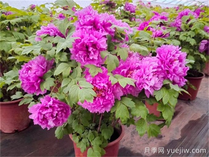 10種花敢與牡丹花同名，看看你認(rèn)識幾種？(圖1)