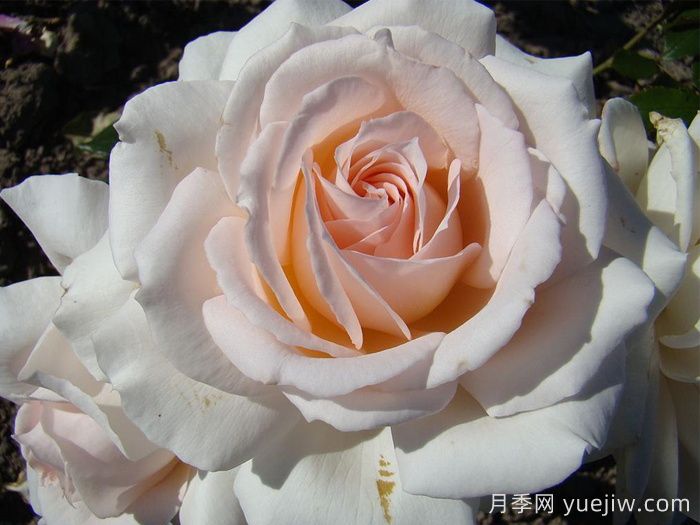 尚多斯美人月季的優(yōu)點(diǎn)和缺點(diǎn)(圖1)