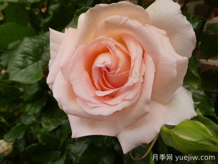 尚多斯美人月季/錢多斯美人/甜蜜的愛(圖1)