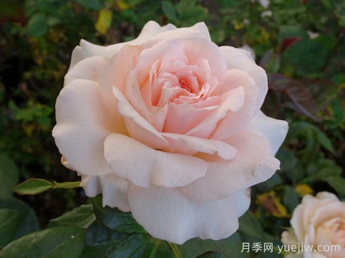 尚多斯美人月季/錢多斯美人/甜蜜的愛(圖4)