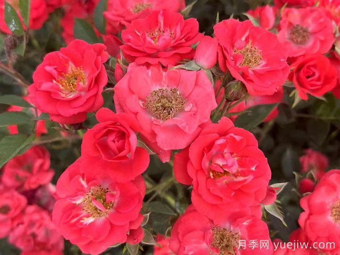 紅寶石月季(微型)(圖1)